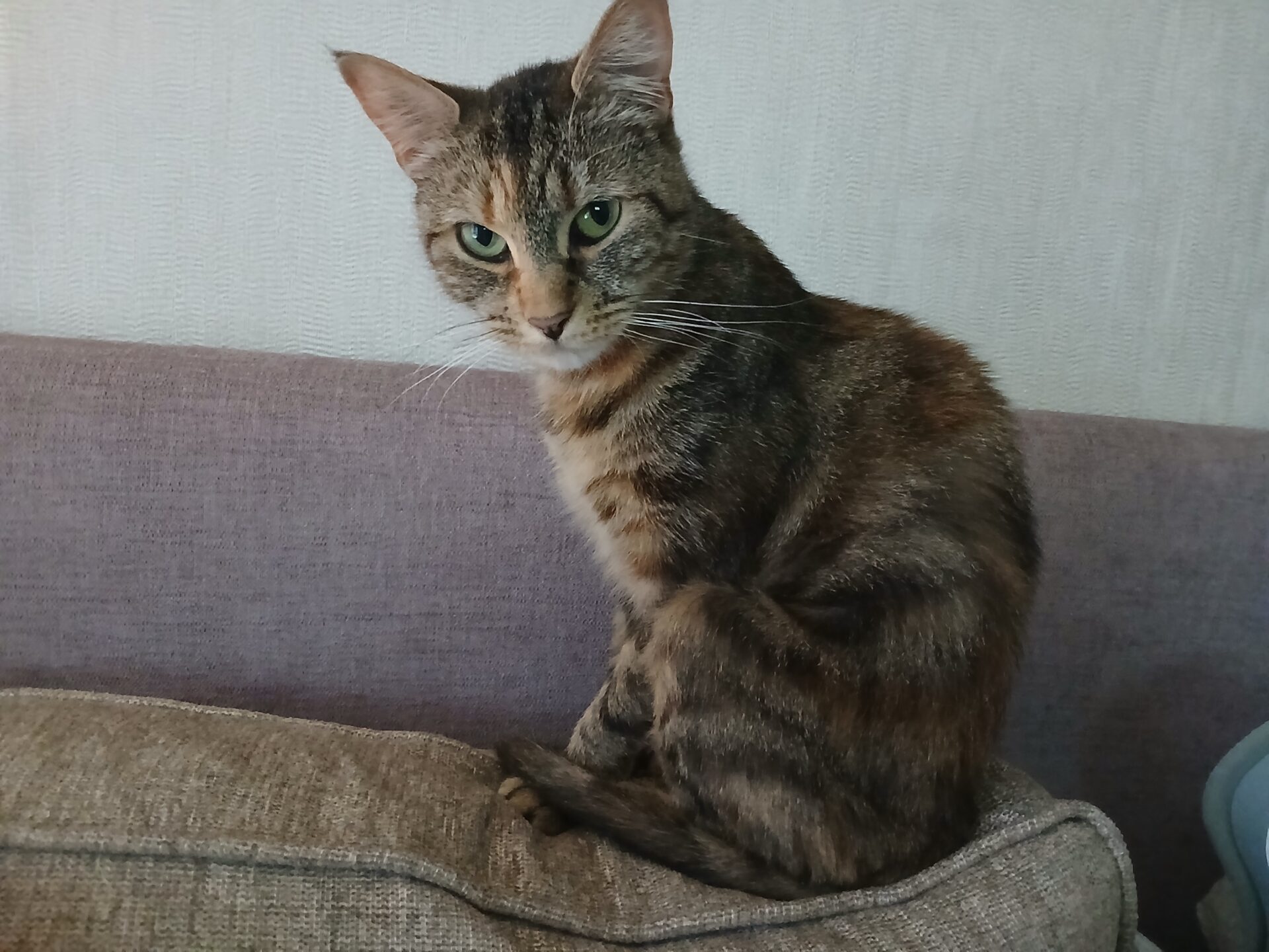 A tabby cat with green eyes sits upright on the back of a beige couch, looking directly at the camera. The background is a plain, light-colored wall.