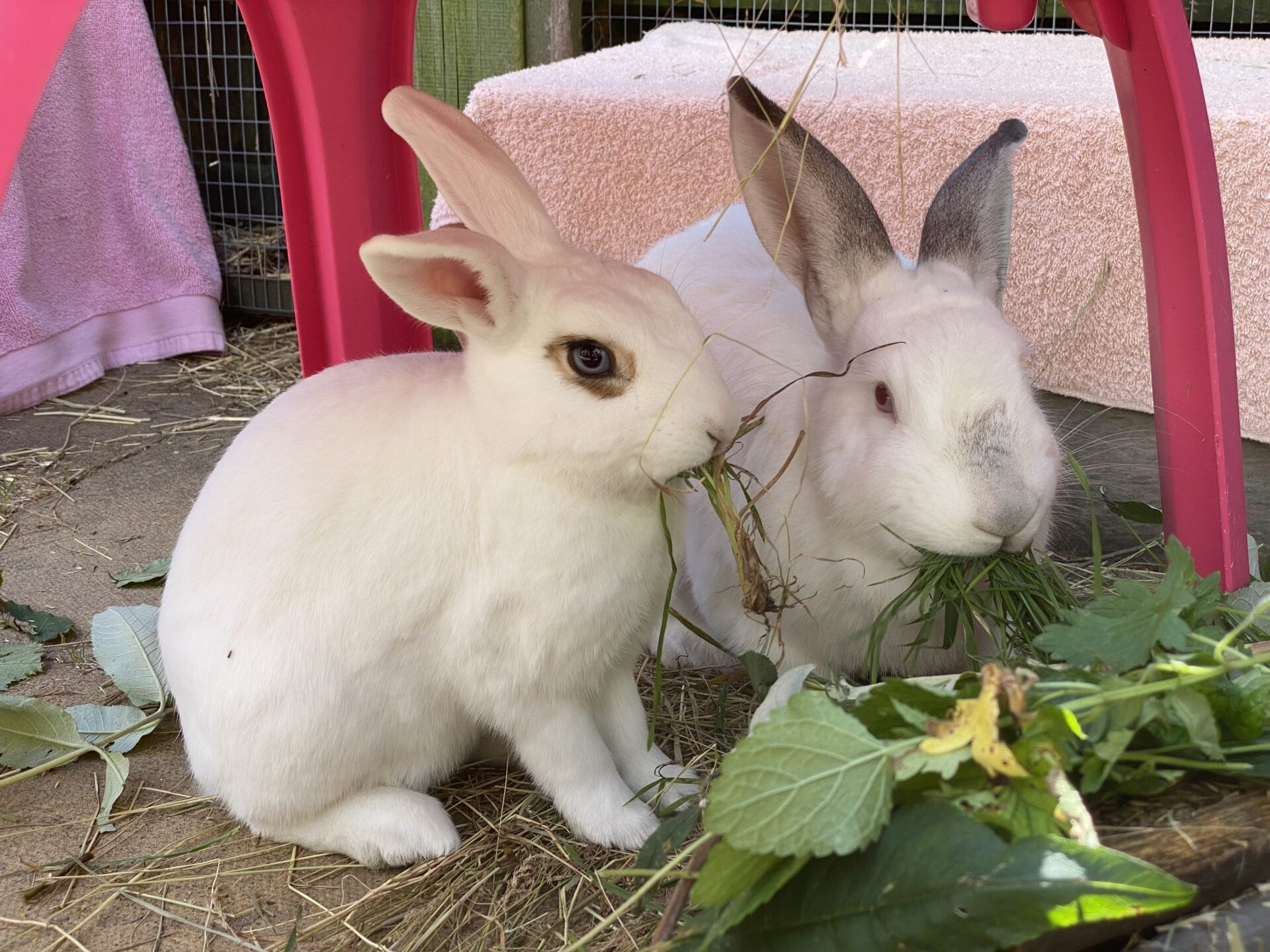 Dave and Trigger the white rabbits eating plants on the grass