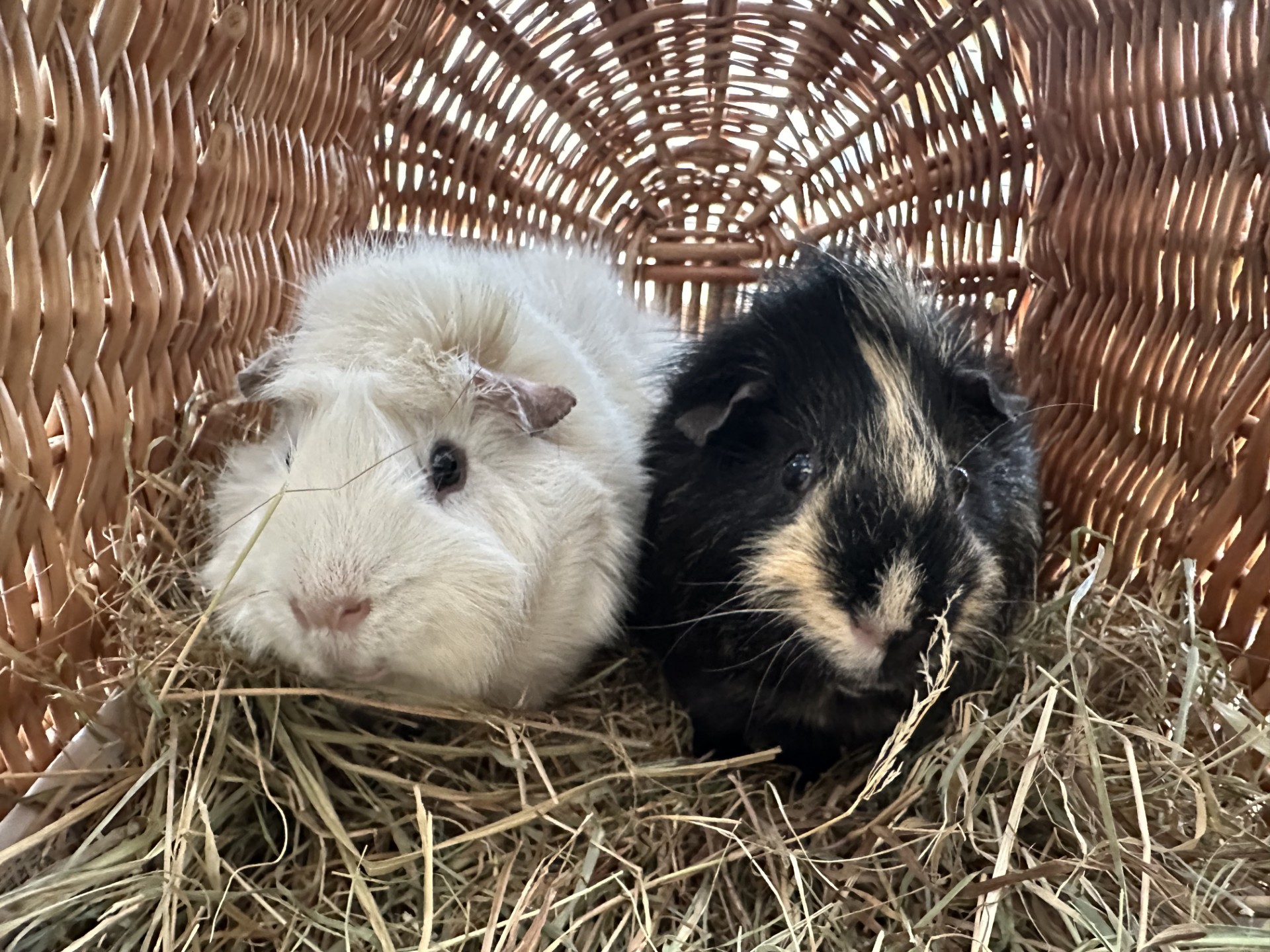 Two guinea pigs, one white and one black with tan markings, sit closely together on hay inside a woven wicker basket.
