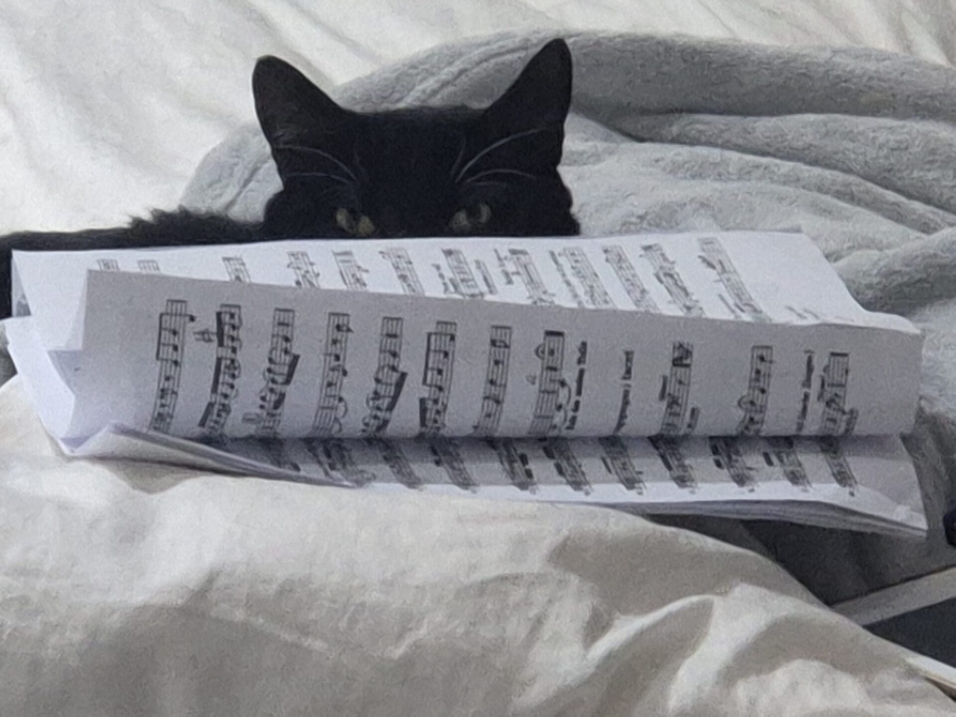 A domestic short hair cat lies on a bed, partially hidden behind a stack of open sheet music, with only his head and ears peeking above the papers.
