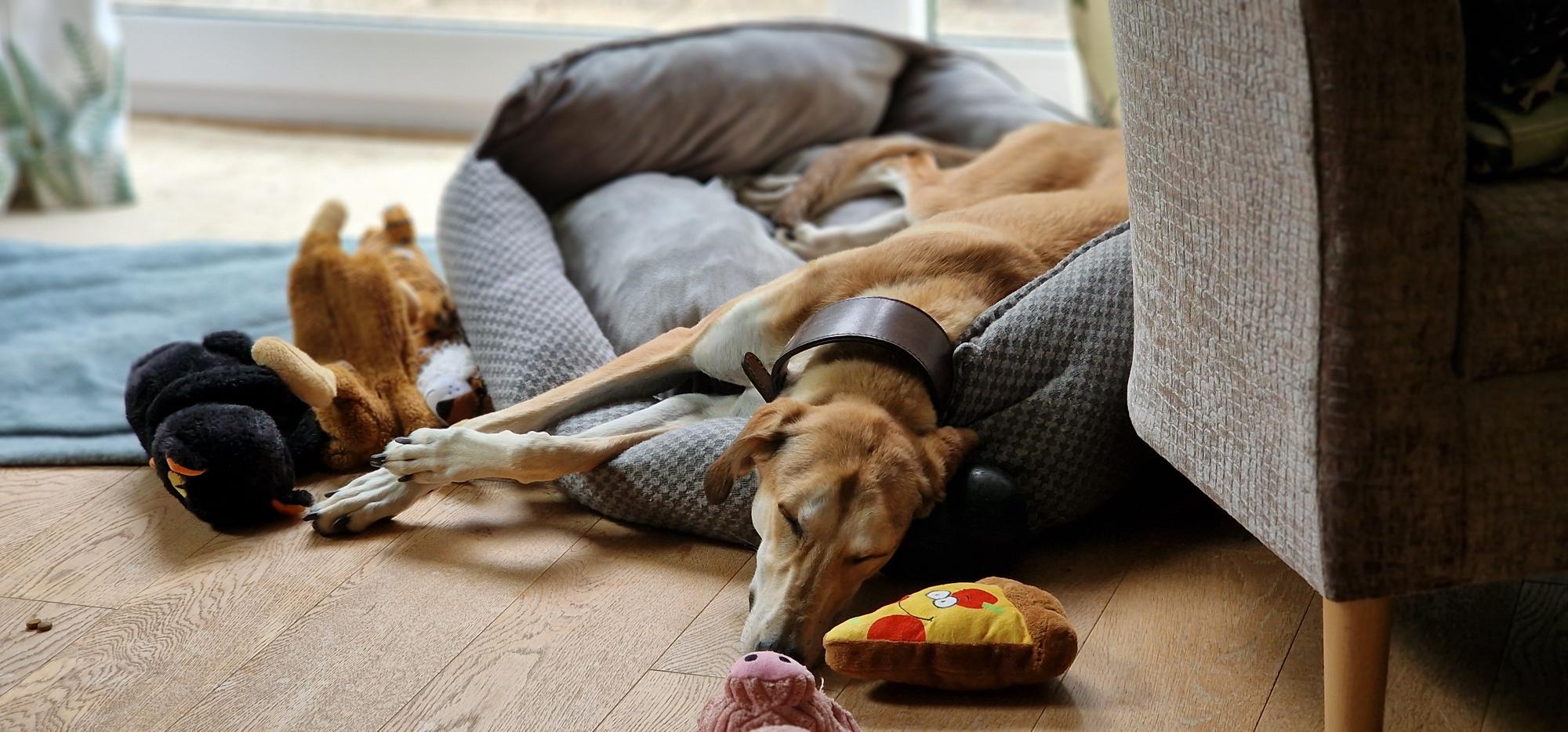 A tan and white Lurcher with a dark collar is sleeping in a gray bed next to a sofa, surrounded by plush toys including a pizza slice, a pig, and a dog. Sunlight streams in through a glass door in the background.