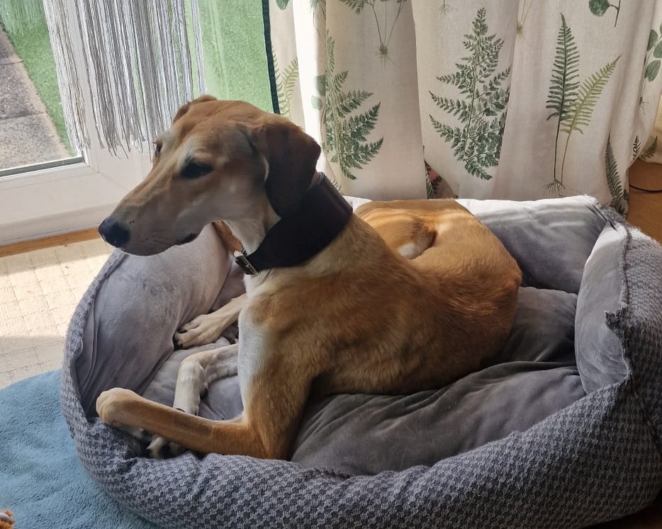 A tan and white Lurcher with a dark collar is lying on a gray, plush dog bed near a window with sunlight streaming in. Fern-patterned curtains and a green lawn are visible in the background.