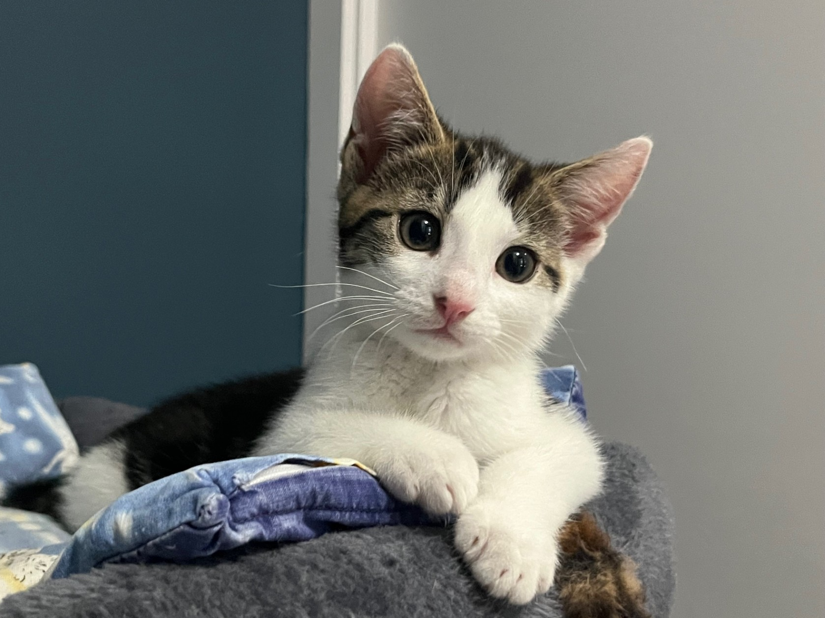 A small Domestic Short Hair kitten with white fur and brown-black markings lies on a soft, blue and gray blanket, looking at the camera with wide, curious eyes. Its front paws are crossed and its ears are perked up.