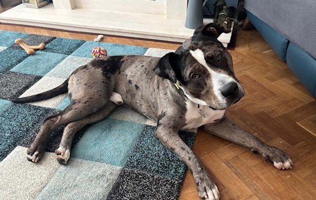 A large, gray and black spotted dog with white markings lies on a blue and gray checkered rug, tilting its head and looking up. Toys are scattered on the wooden floor nearby.