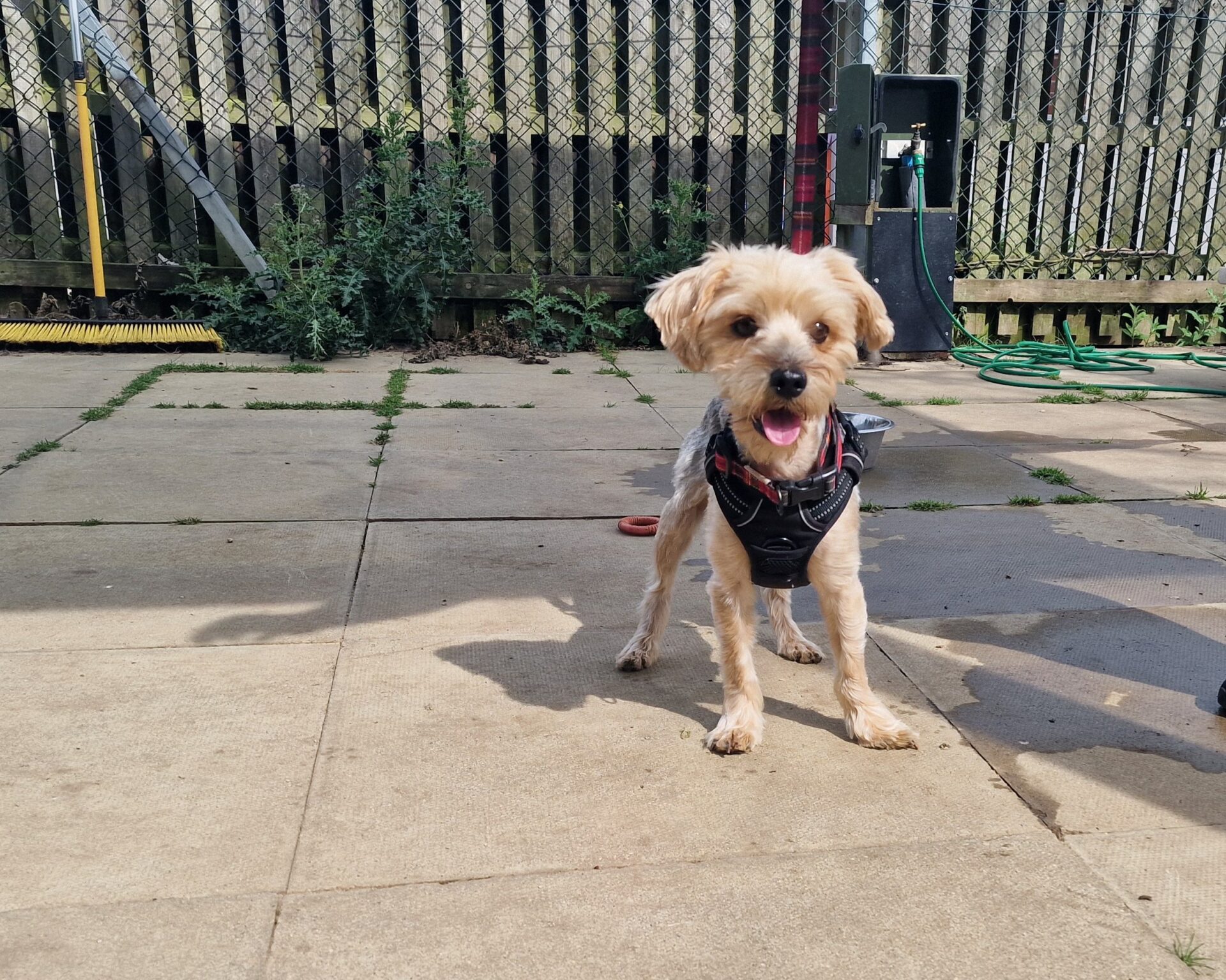 A small tan Yorkshire Terrier cross wearing a black harness stands on a paved patio, looking at the camera with its mouth open. There is a fence, cleaning tools, and a green hose in the background.