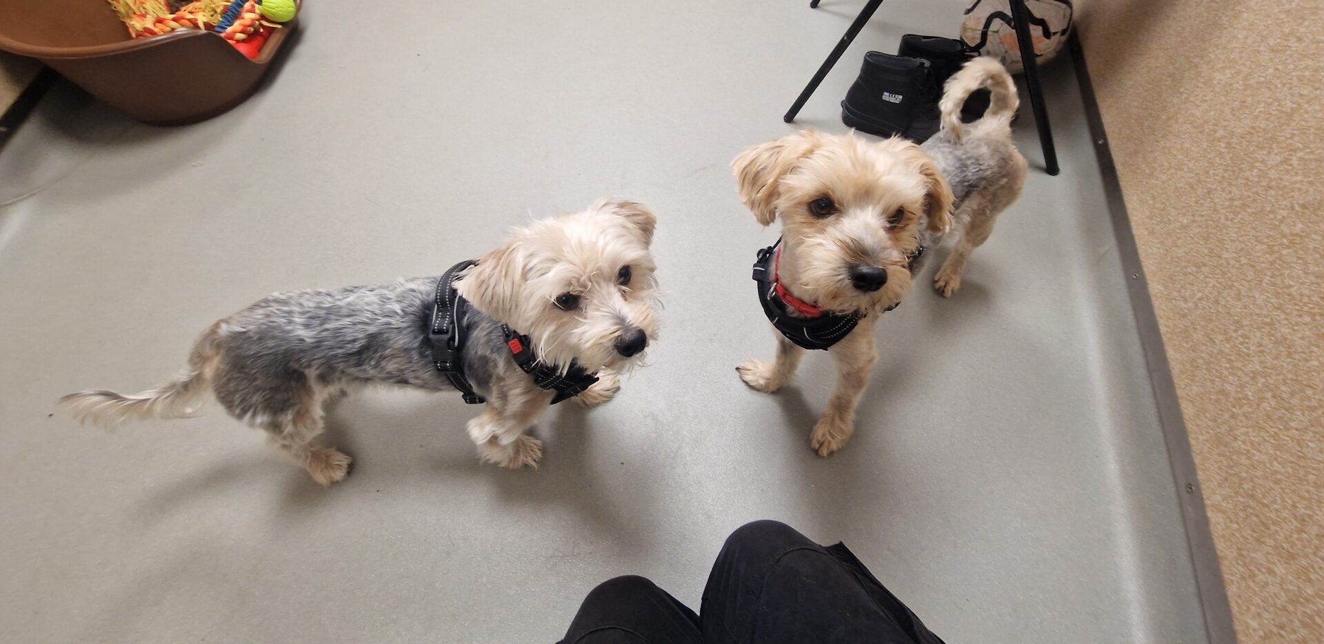 Two small, light brown and gray Yorkshire Terrier cross dogs wearing harnesses stand on a light-colored floor indoors, looking up. Dog toys and a brown bed are in the background, with part of a persons legs at the bottom of the image.