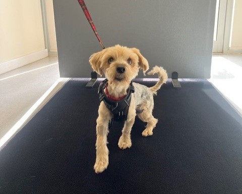 A small tan and white Terrier cross named Broc, wearing a harness, stands on a black mat looking up. The dog is on a red lead, with a grey partition and bright sunlight in the background.