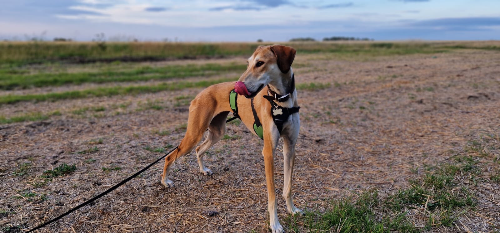A tan and white Lurcher wearing a harness and lead stands on a field, looking to the side with its tongue out as if licking its nose. The background shows grass, open land, and a partly cloudy sky.