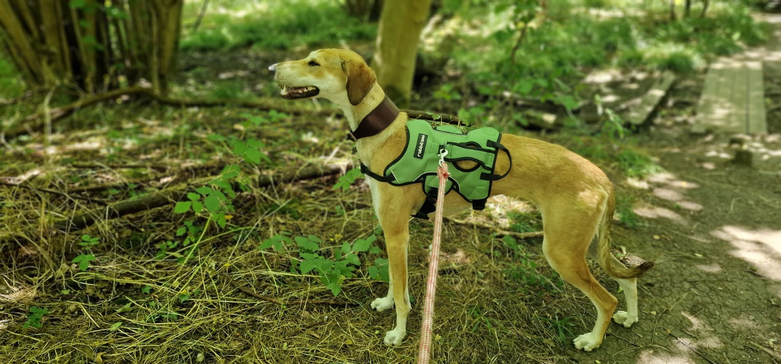 A tan Lurcher wearing a green harness stands alert on a lead in a sunlit, wooded area with green foliage and dappled shadows on the ground.