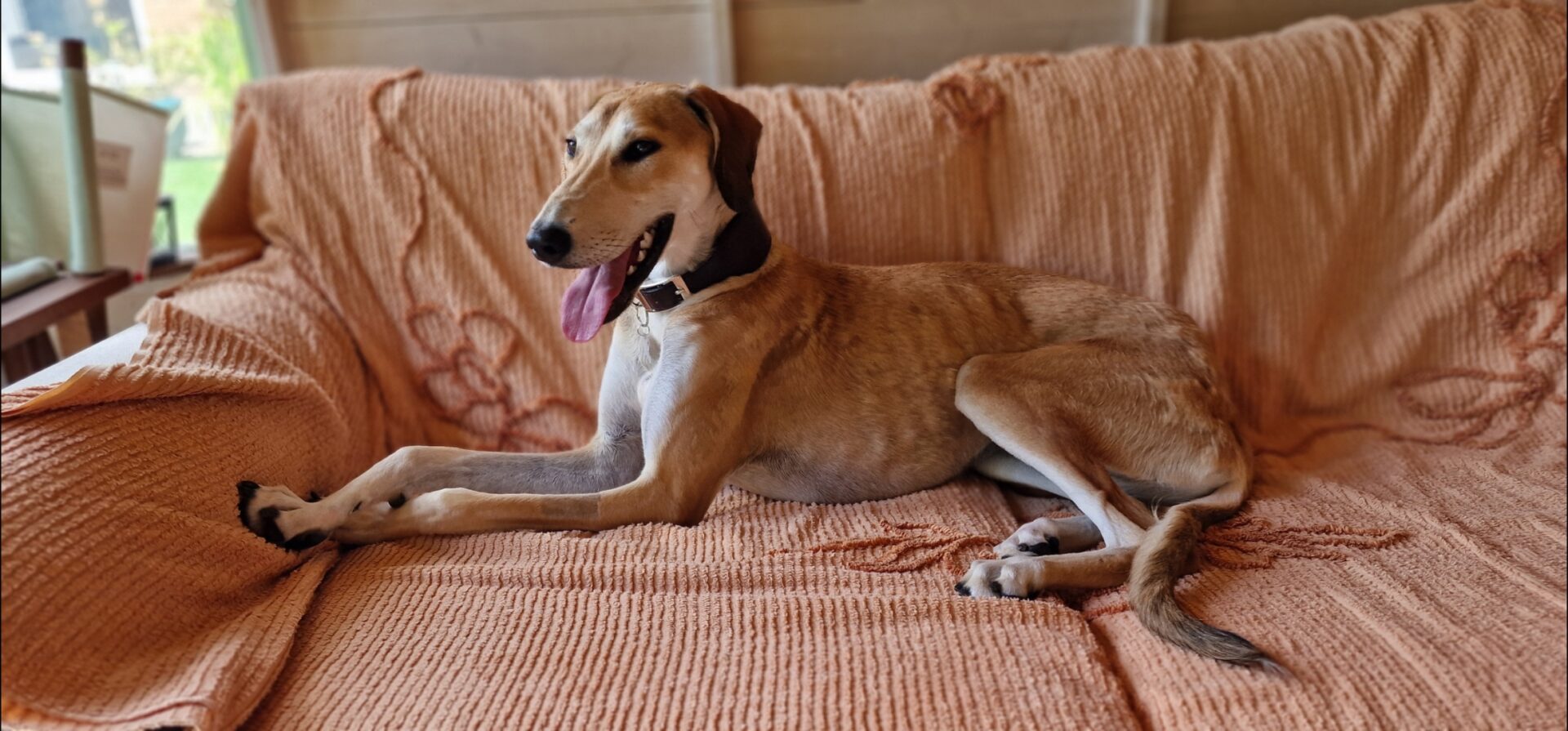 A tan-coloured Lurcher with a black collar is lying on a textured, peach-coloured sofa cover, looking to the left with its mouth open and tongue hanging out. The background includes a window with blurred greenery.
