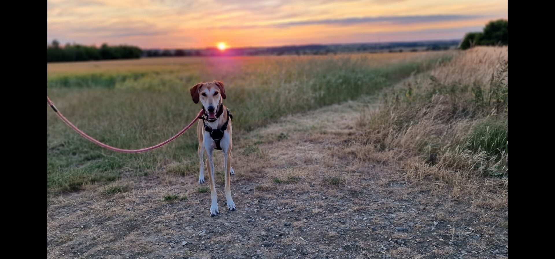 A Lurcher on a lead stands on a dirt path beside tall grass in a field at sunset, with the sun low on the horizon and the sky glowing with orange and purple hues.