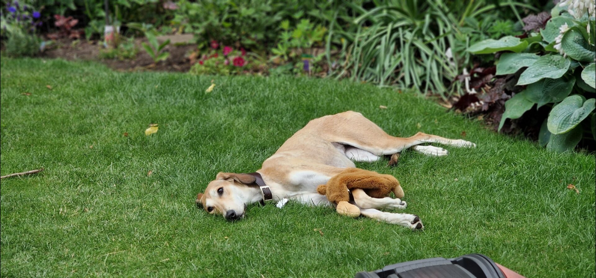 A tan Lurcher with a white belly lies on green grass, cuddling a brown stuffed toy, near a garden filled with various plants and flowers.