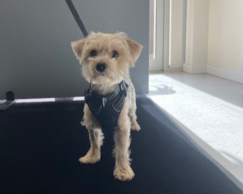 A small, light brown Terrier cross named Cody with fluffy fur stands on a dark mat indoors, wearing a black harness. Sunlight streams in from nearby windows, casting shadows on the light-colored floor.