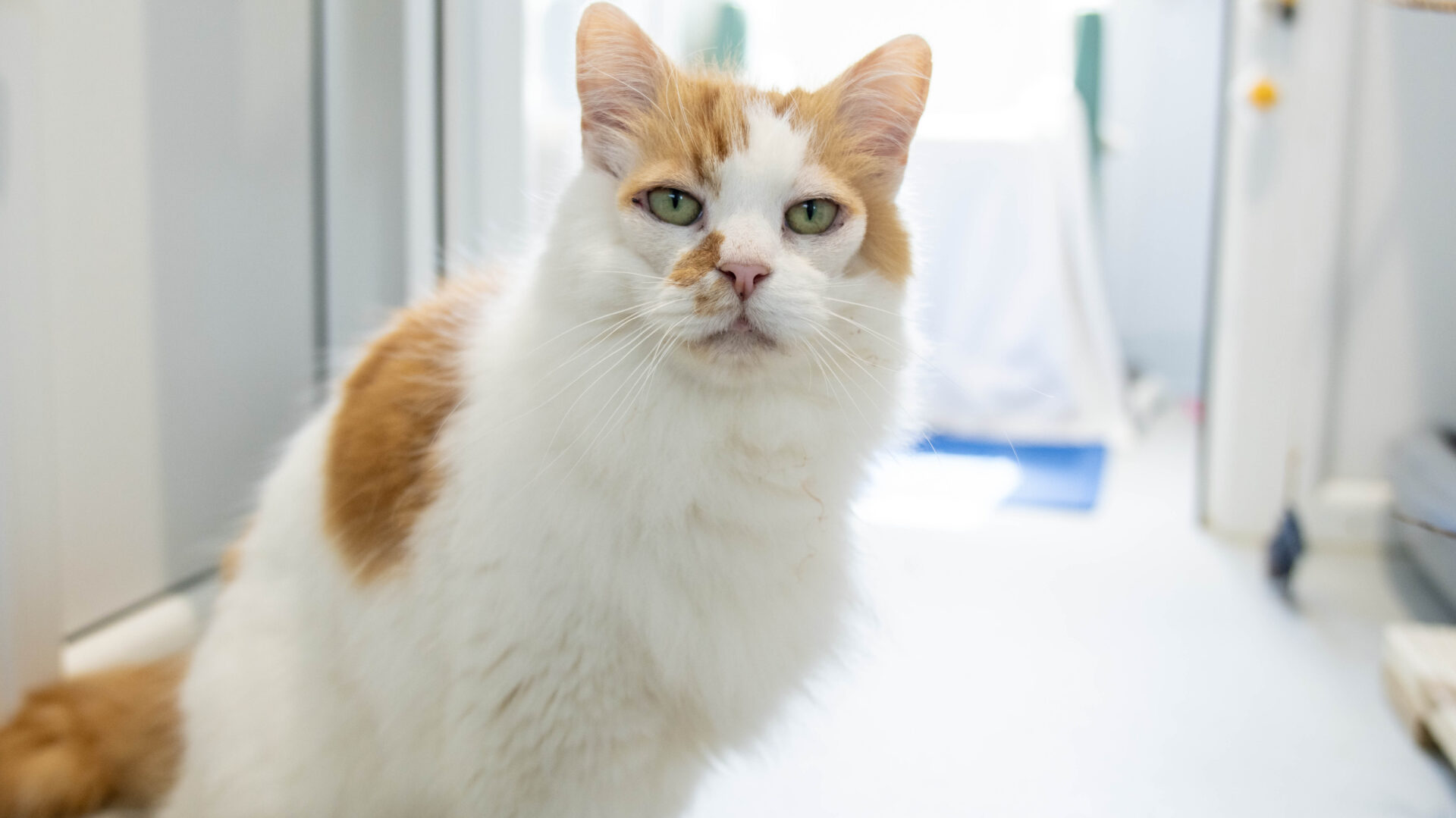 A fluffy domestic semi long hair white and orange cat with green eyes sits indoors, looking directly at the camera. The background is softly blurred, showing a bright, clean room.