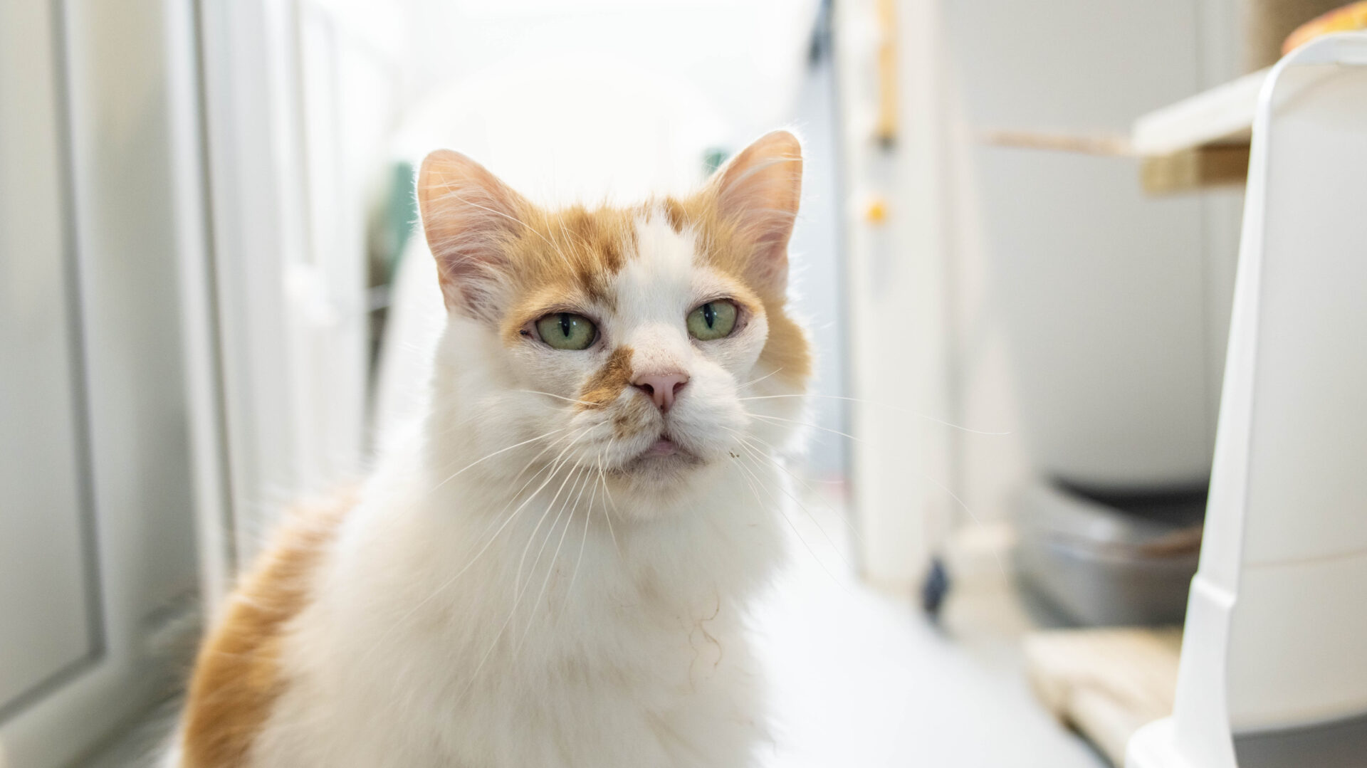 A close-up of a domestic semi long haired cat with white and orange fur and green eyes sitting indoors, looking slightly upward. The background shows a blurred kitchen or utility room with shelves and various household items.