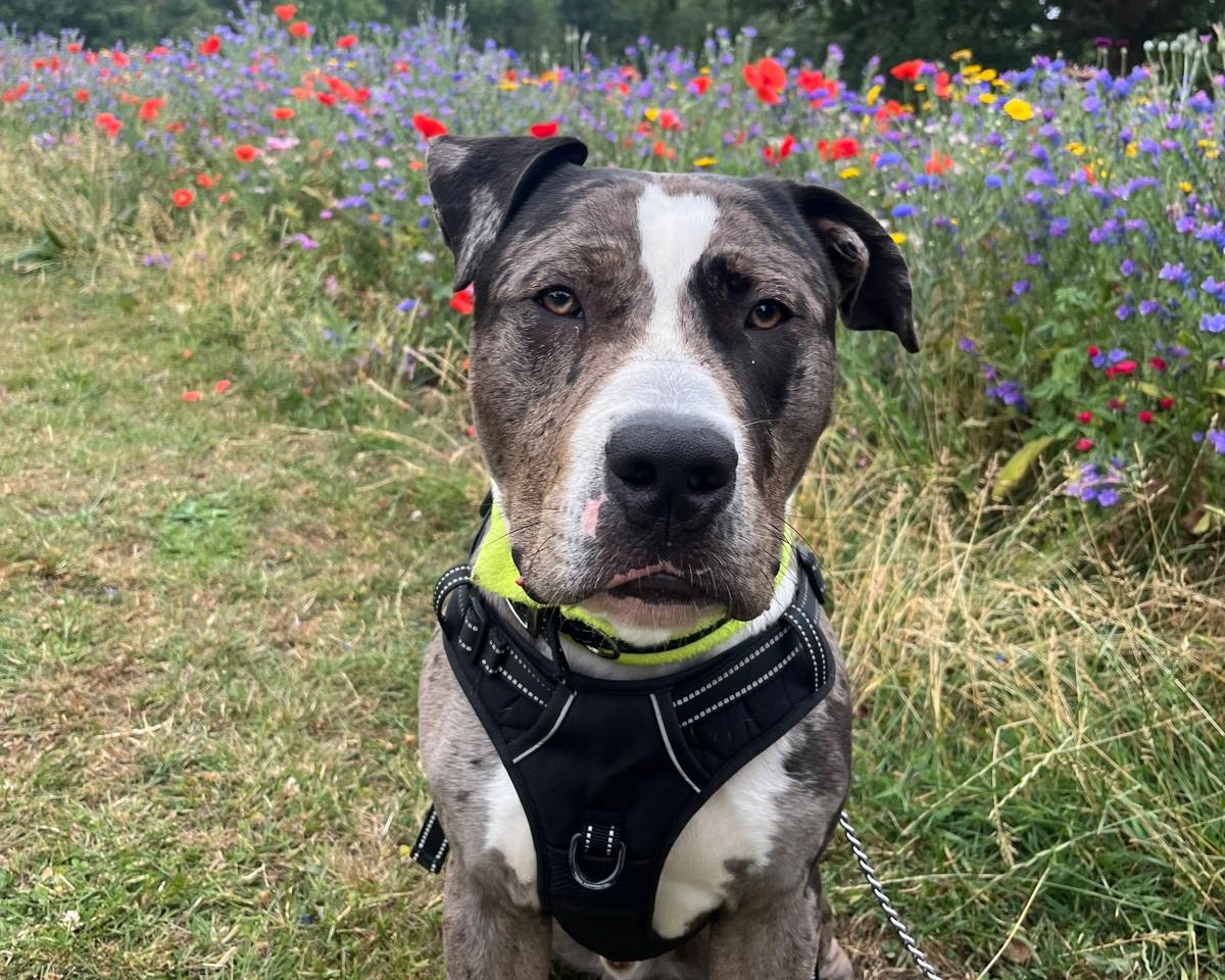 A gray and white Bull Breed dog wearing a black harness sits on grass in front of a colorful field of wildflowers, including red, purple, and blue blooms. The dog looks directly at the camera.