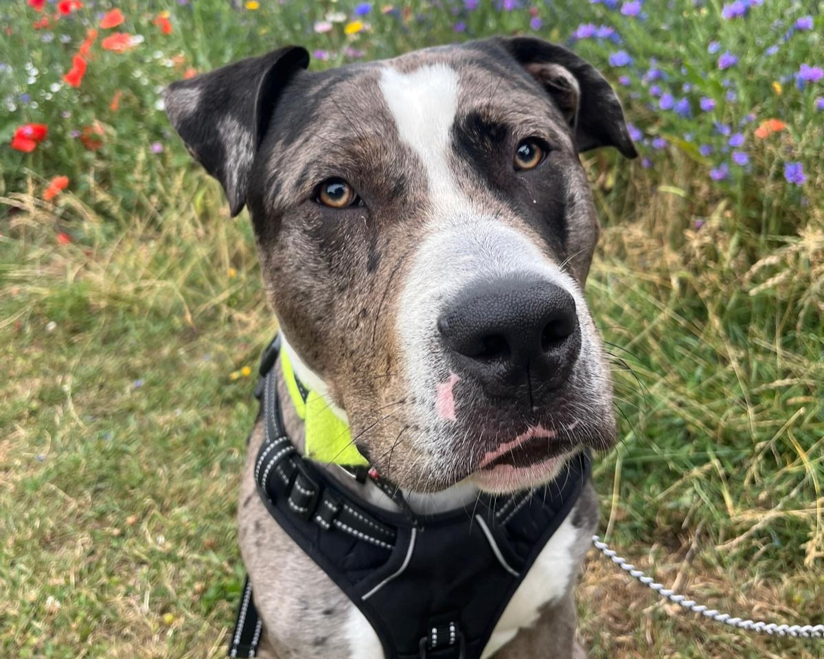 A close-up of a black and white Bull Breed dog wearing a harness and leash, sitting on grass with colorful wildflowers in the background. The dog looks directly at the camera with a curious expression.