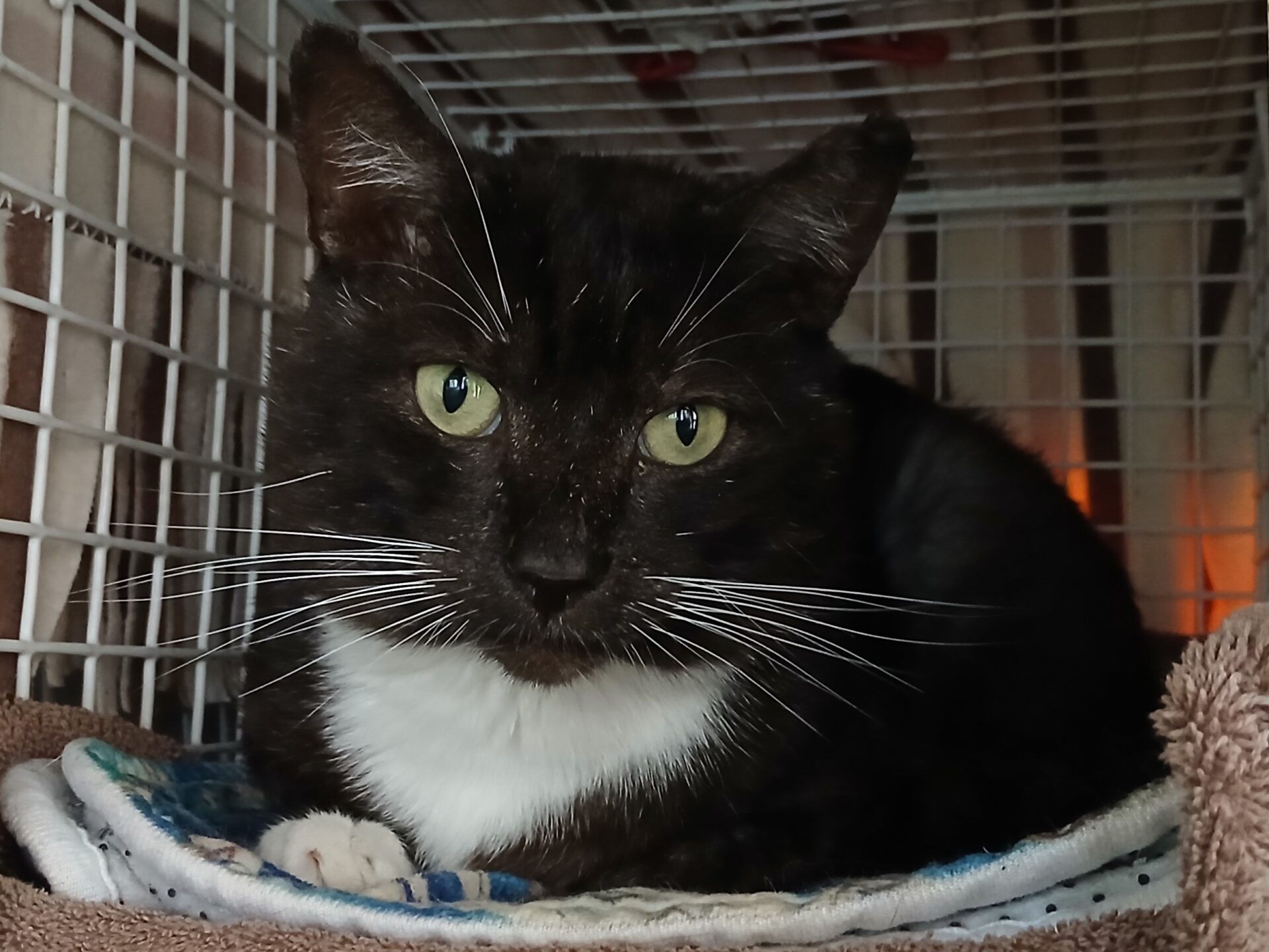 A black cat with white markings on its chest and whiskers lies on a folded blanket inside a metal carrier, looking directly at the camera with green eyes.