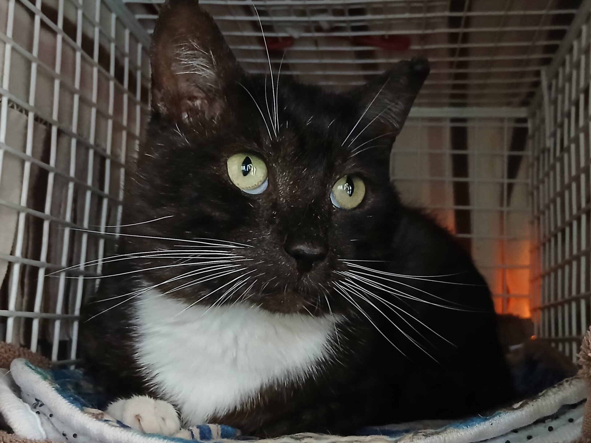 A black cat with white markings on its chest and whiskers lies on a blanket inside a metal carrier, looking slightly to the left with wide, alert yellow-green eyes.