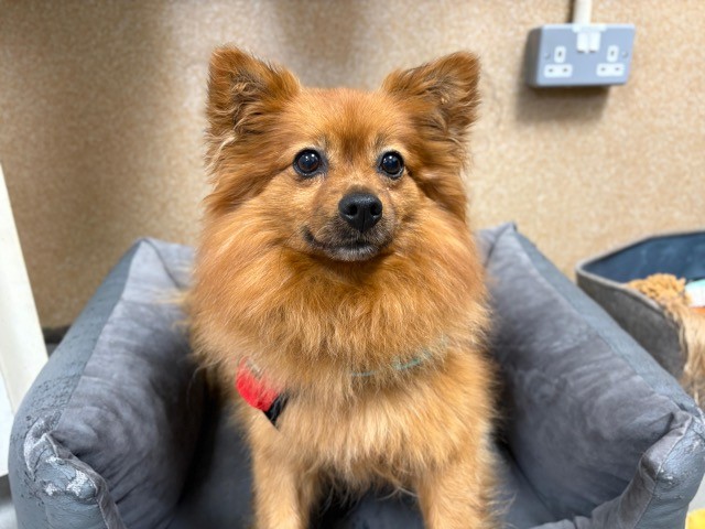 A fluffy, brown Pomeranian sits on a gray pet bed, looking at the camera with alert ears and wide, dark eyes. The background features a beige wall.