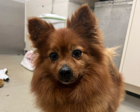 A fluffy brown Pomeranian with alert ears and dark eyes stands indoors on a light-colored floor, looking directly at the camera.