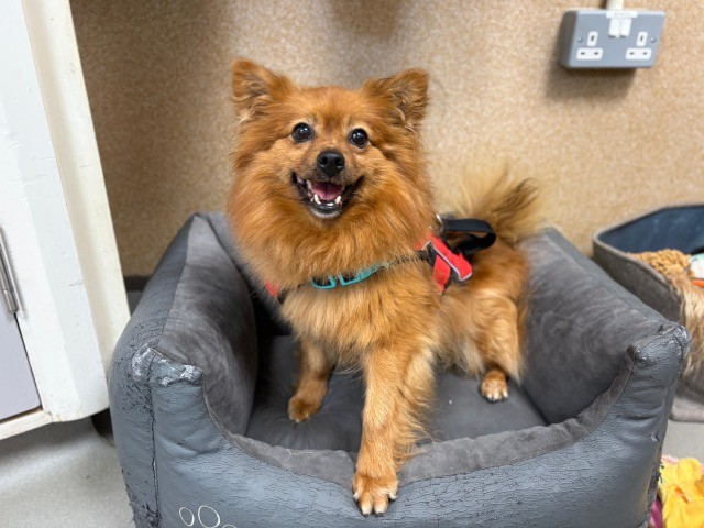 A small, fluffy brown Pomeranian wearing a harness sits happily on a gray pet bed, looking up with its mouth open in a cheerful expression. The room has a tan wall and some pet supplies nearby.