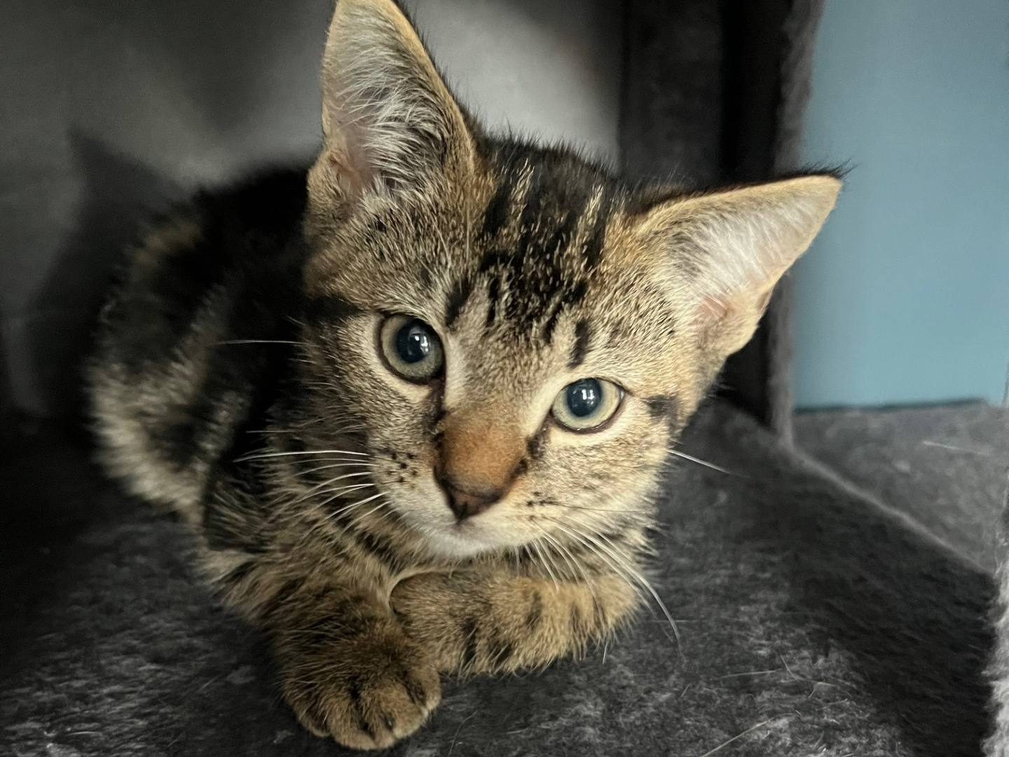 A close-up of a domestic short hair tabby kitten with greenish-blue eyes, lying down on a dark soft surface, looking up at the camera with its front paws crossed.