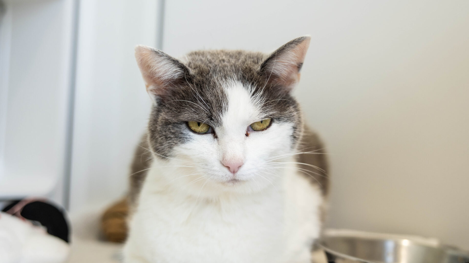 A domestic short hair gray and white cat with yellow eyes sits indoors next to a metal bowl, looking calmly at the camera. The background is neutral and out of focus.
