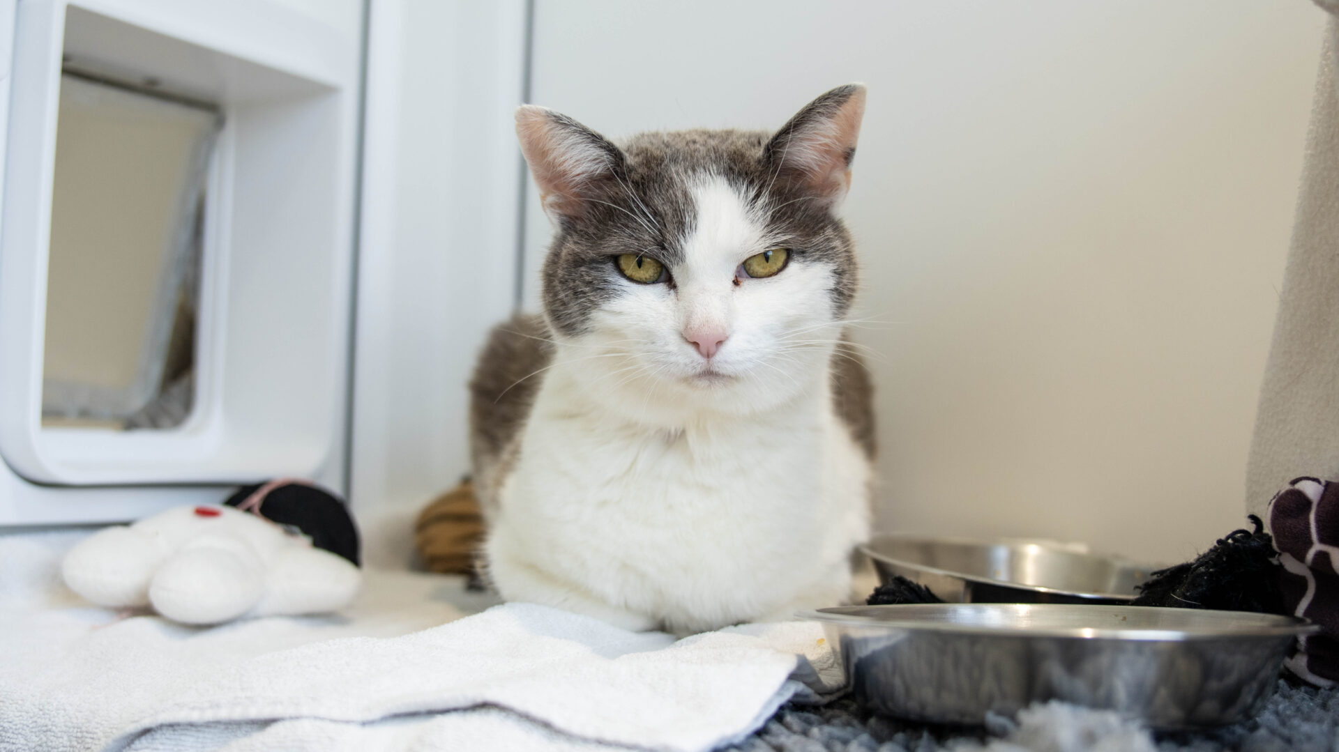 A gray and white domestic short hair cat with yellow eyes sits on a towel next to two metal bowls and a white toy, looking directly at the camera. The background features a cat flap and light-colored walls.
