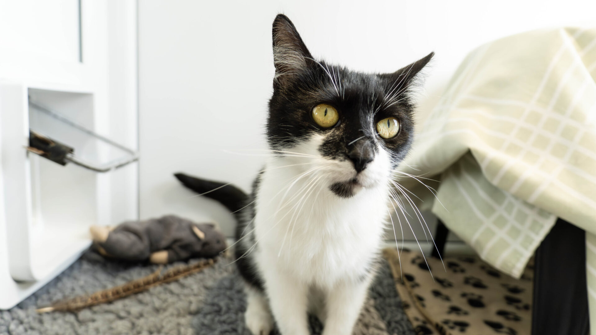 A black and white cat with yellow eyes sits on a carpeted floor near a plush mouse toy and a feather, next to a blanket-covered table.