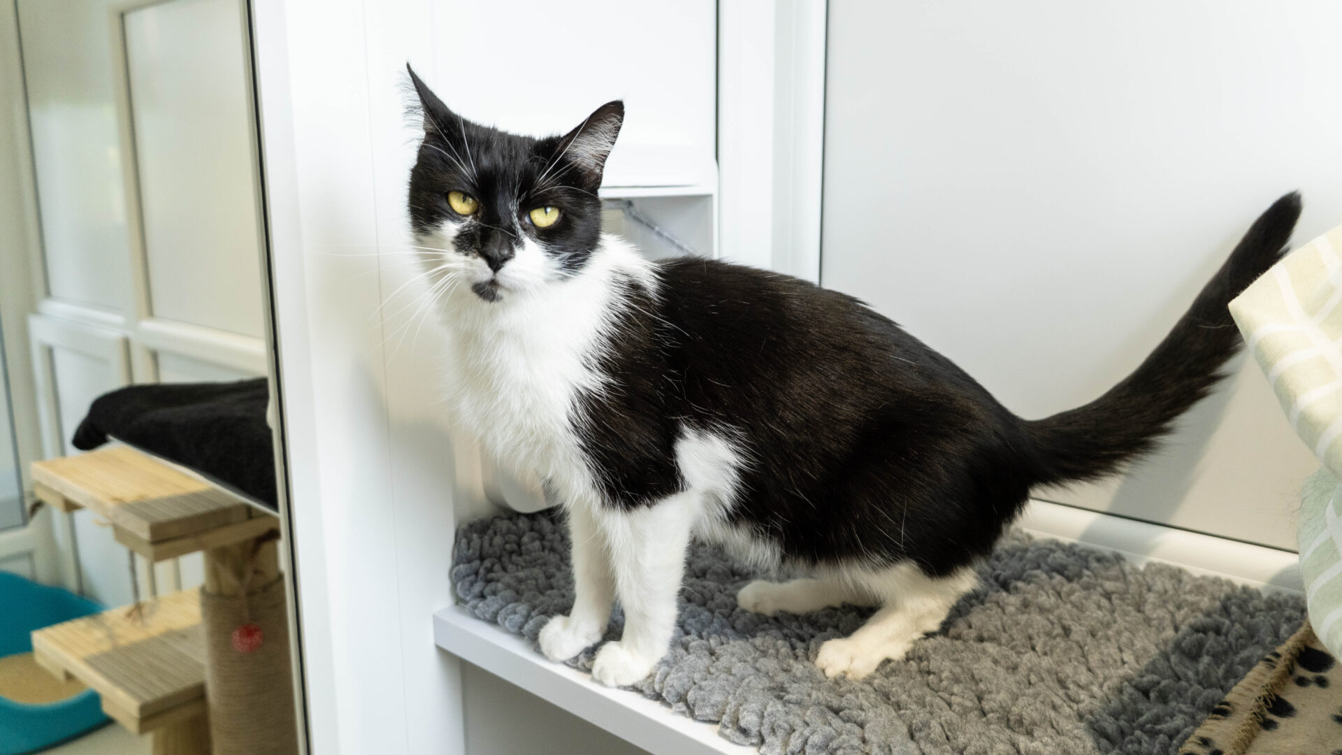 A black and white cat with yellow eyes stands on a gray textured mat in a bright, modern room with white walls and cat furniture.