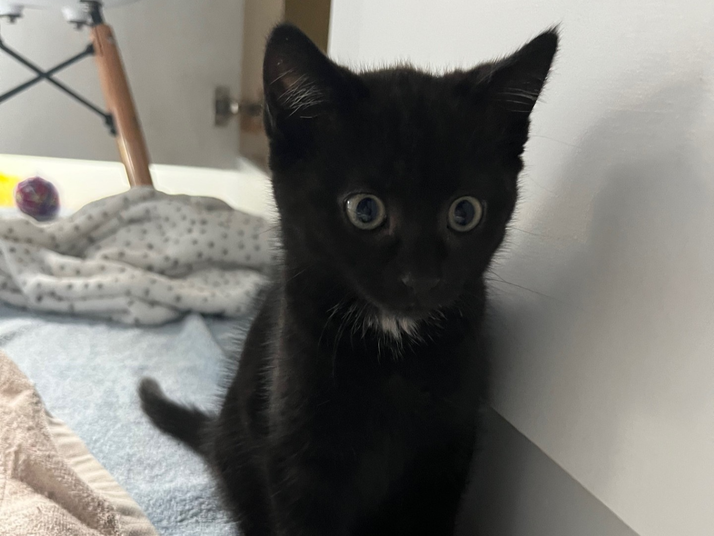 A small black domestic short hair kitten with wide eyes sits on a towel next to a white wall, with a blanket and toys in the background.