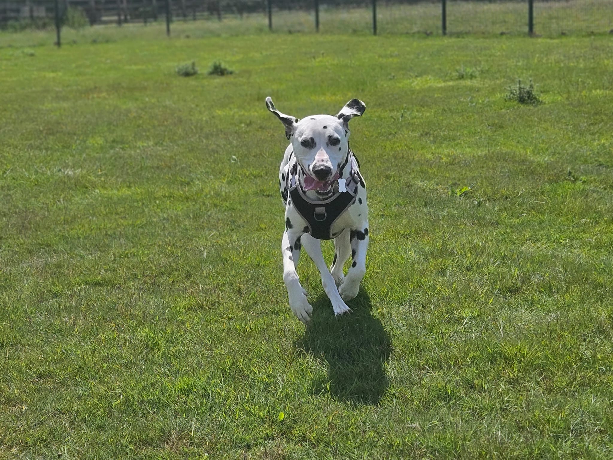 A Dalmatian dog with a black harness runs toward the camera across a sunny, grassy field, its ears flapping and mouth open in excitement.