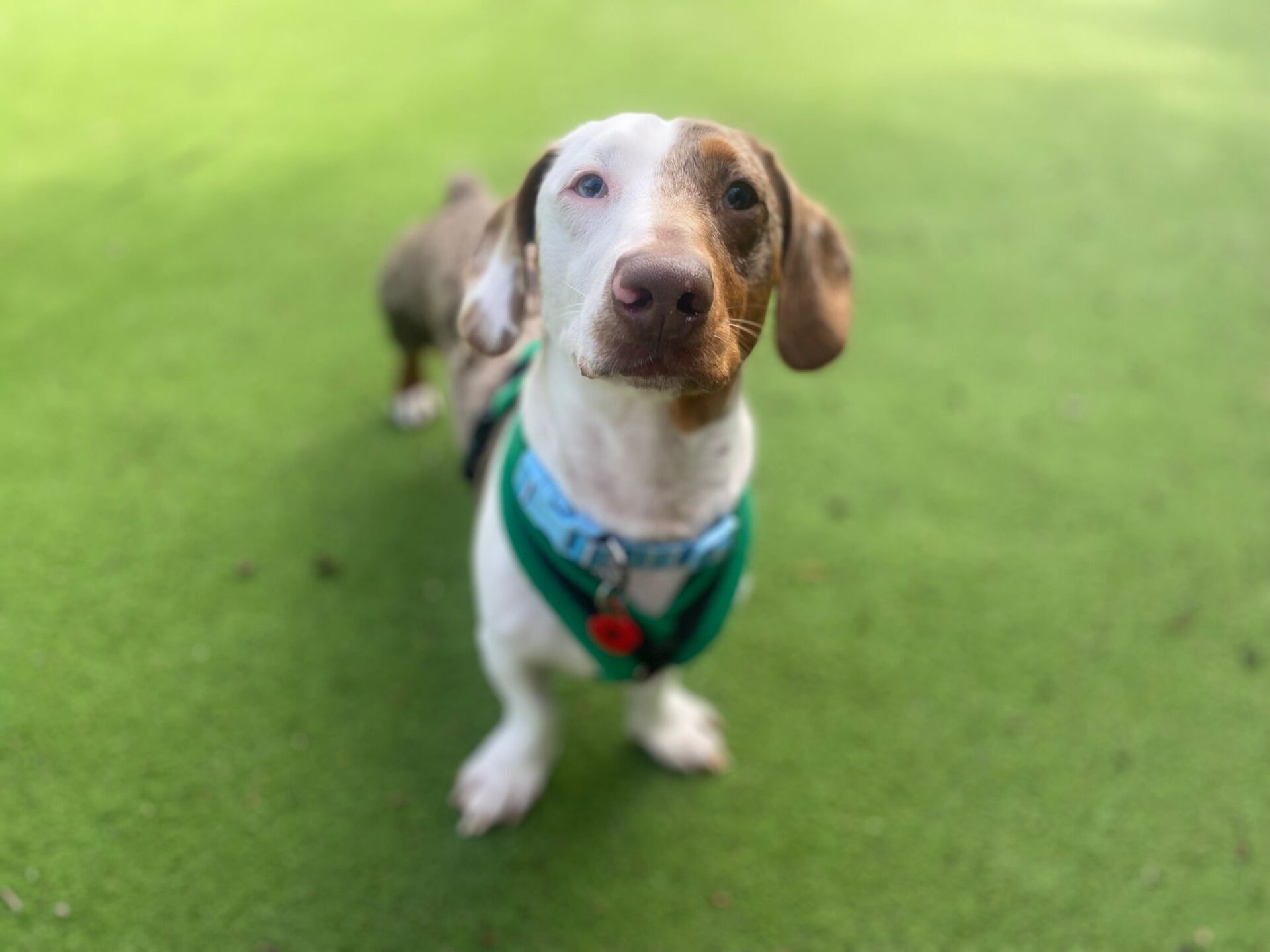 A brown and white Dachshund in a green harness stands on bright green grass, looking up at the camera with a curious expression.