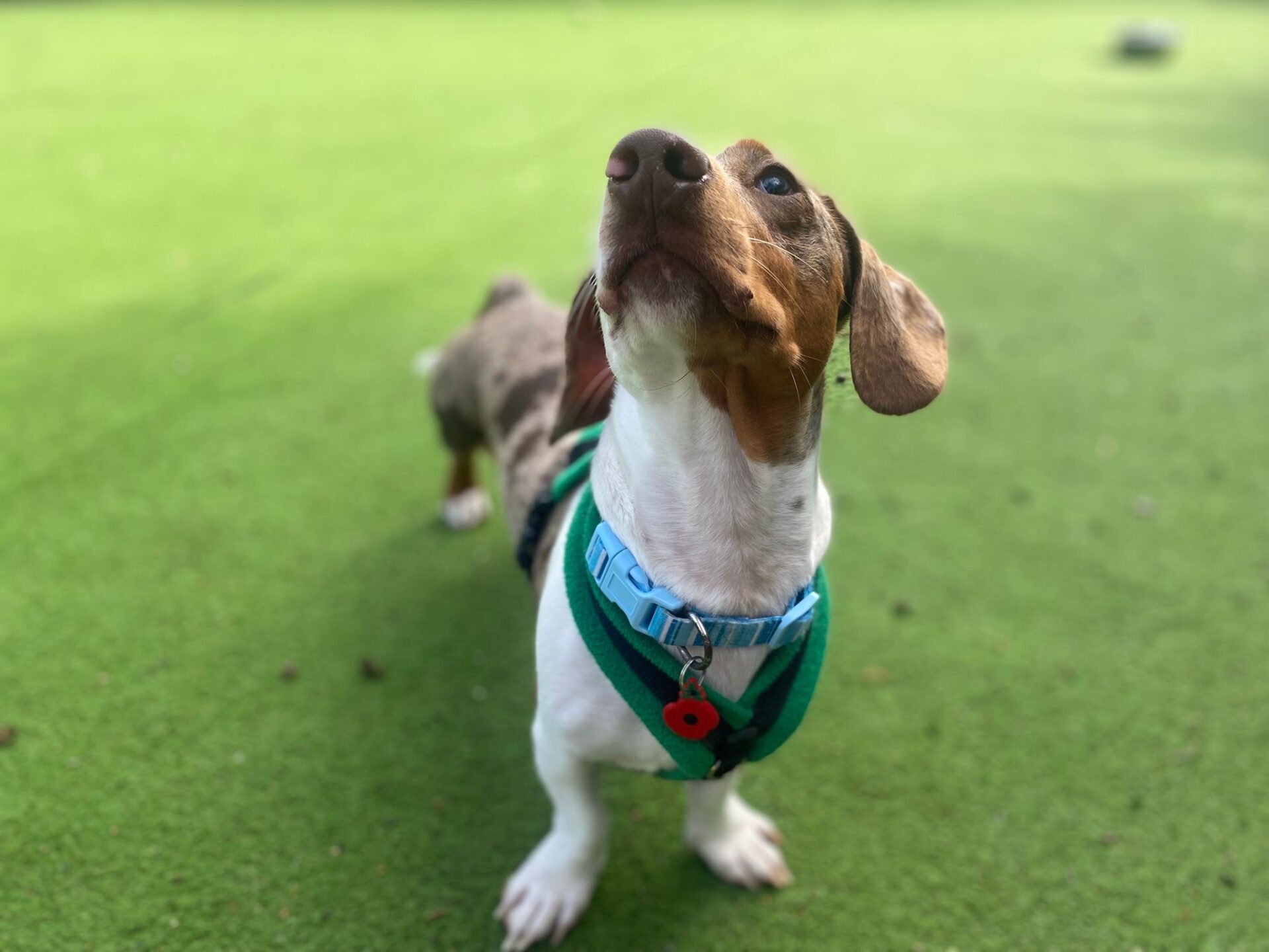 A small dachshund wearing a green harness and blue collar stands on green grass, looking upward with its nose in the air, capturing the classic curious spirit of a dachshund.