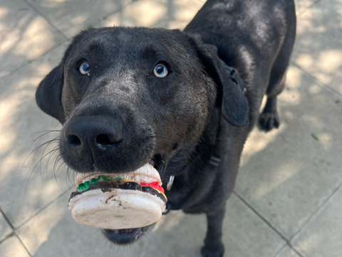 A black dog with blue eyes stands on a sidewalk, holding a toy hamburger in its mouth and looking up with an eager expression.