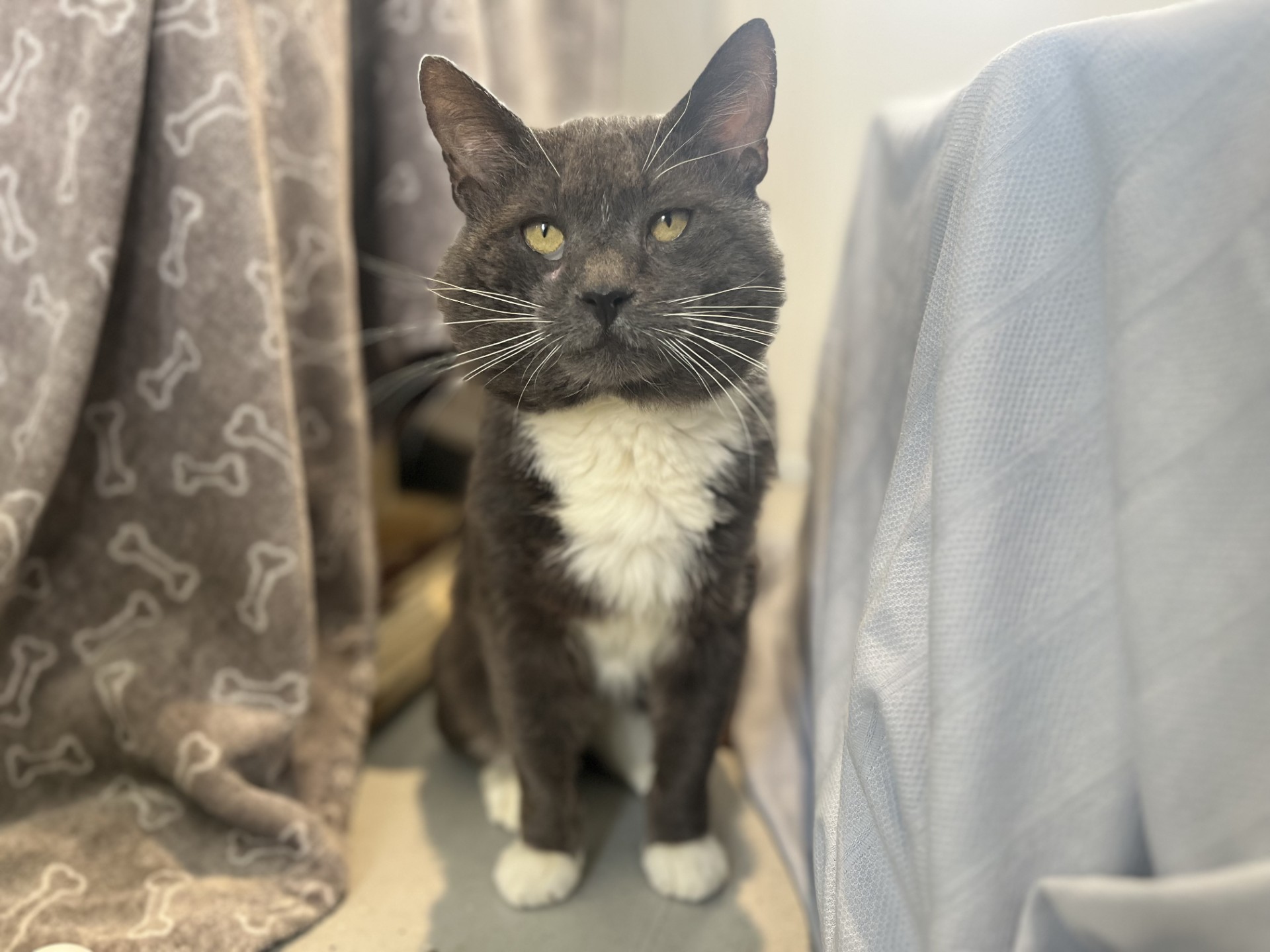 A grey and white domestic short hair cat with light green eyes sits on a floor between a patterned blanket and a textured fabric, looking calmly at the camera.