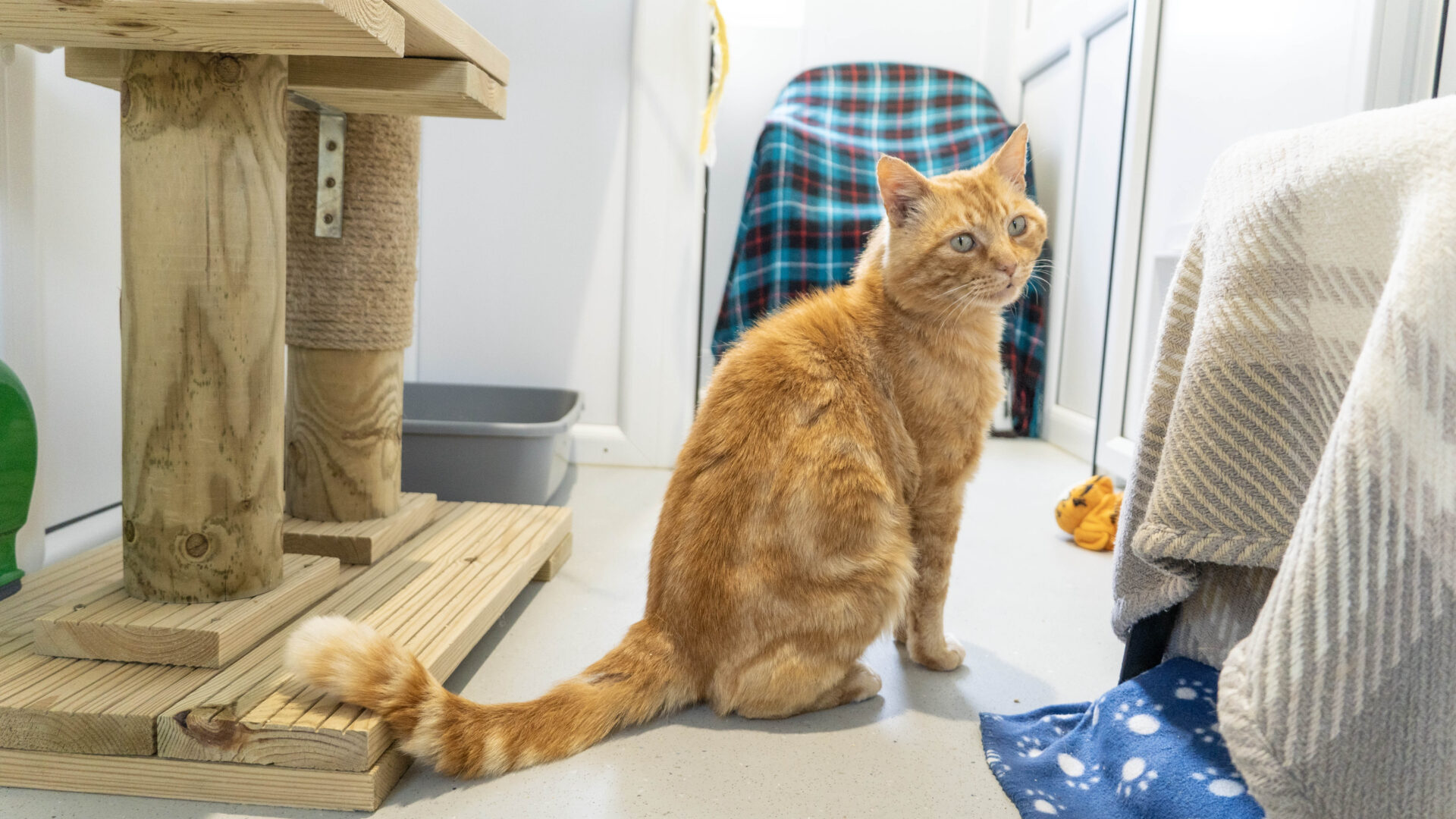 A ginger cat sits on a light-colored floor in a cozy room near a scratching post, blankets, and toys, looking slightly upward with alert eyes.