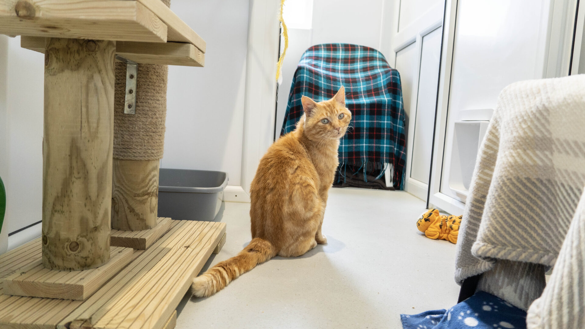 A ginger cat sits on a light-colored floor near a wooden cat tree, looking at the camera. In the background, a chair covered with a plaid blanket and various pet items are visible.
