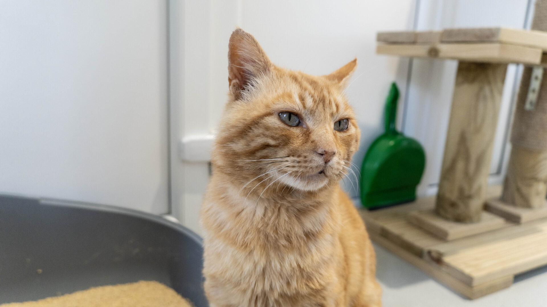 A ginger cat with green eyes sits near a scratching post looking slightly to the side.