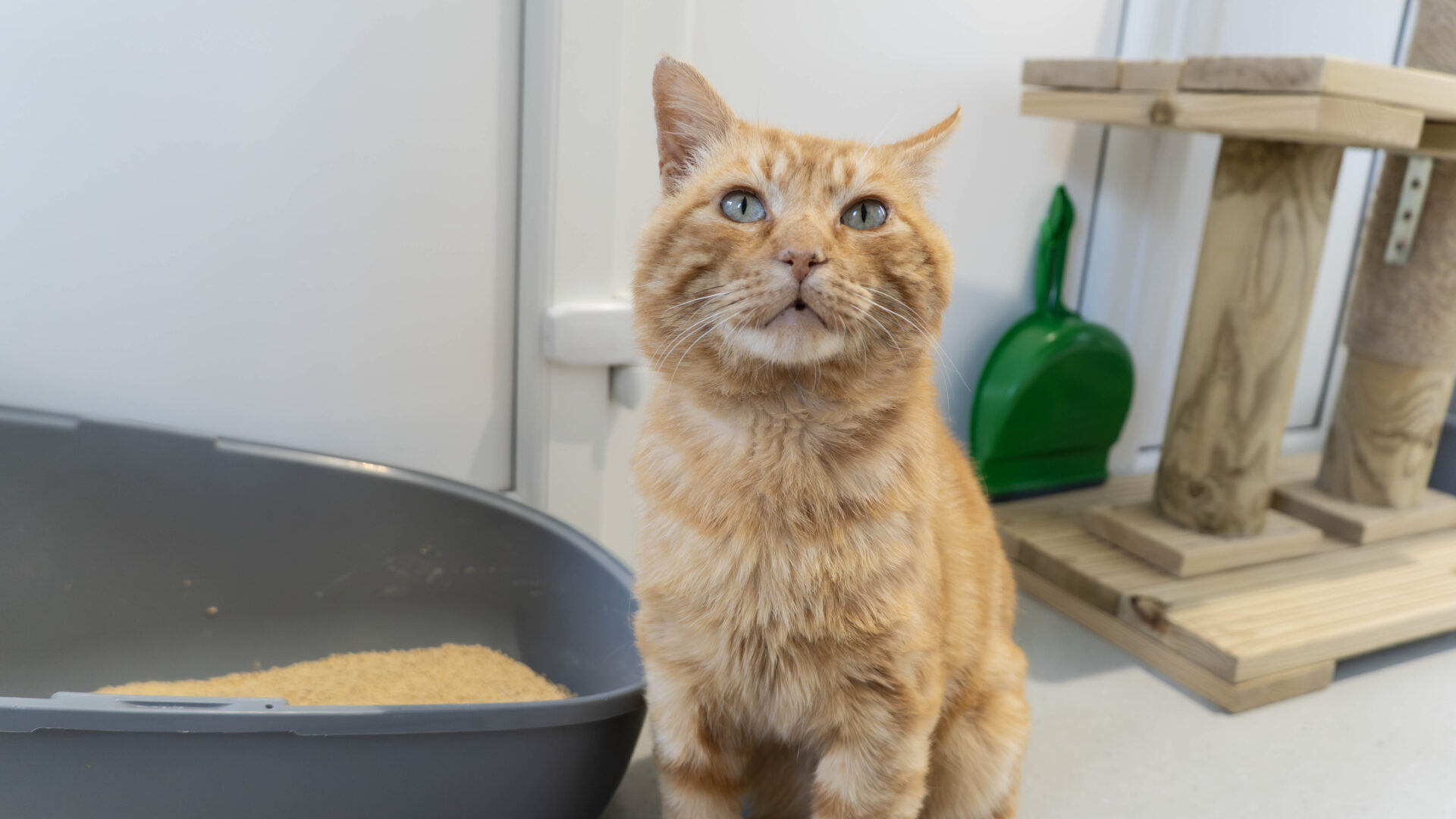 A ginger cat with green eyes sits next to a gray litter box. In the background, there is a wooden cat scratching post. The cat looks up with a calm expression.