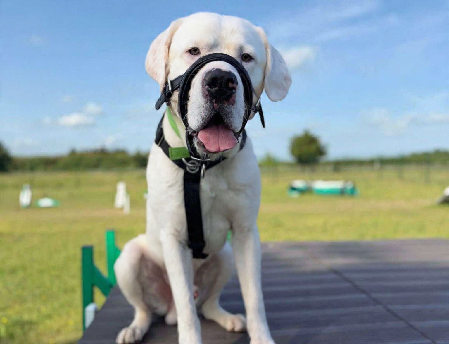A large dog in a black harness and head halter, sits on a wooden platform outdoors, with a grassy field and blue sky in the background.