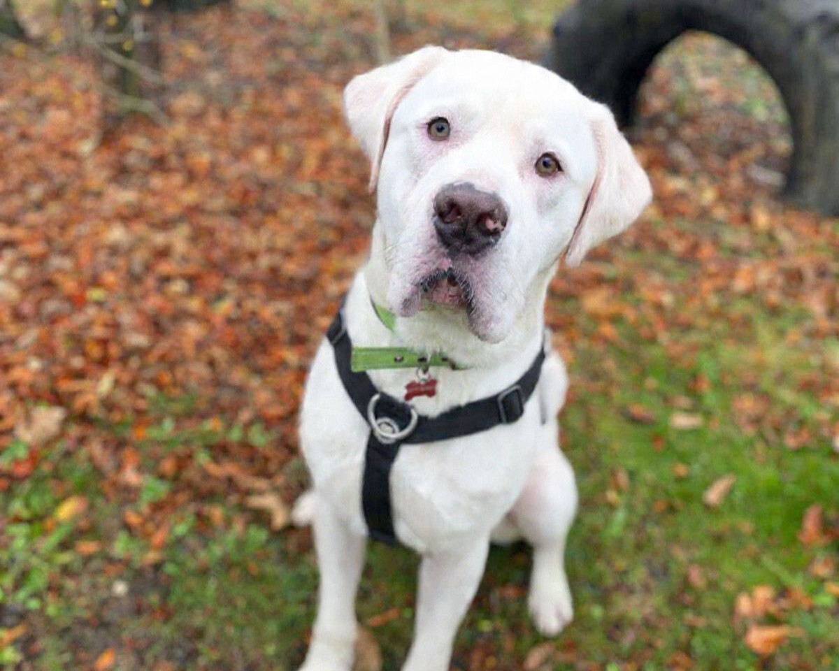 A large dog in a black harness, sits on grass and autumn leaves with his head tilted to the side. A large black tire rests in the background.