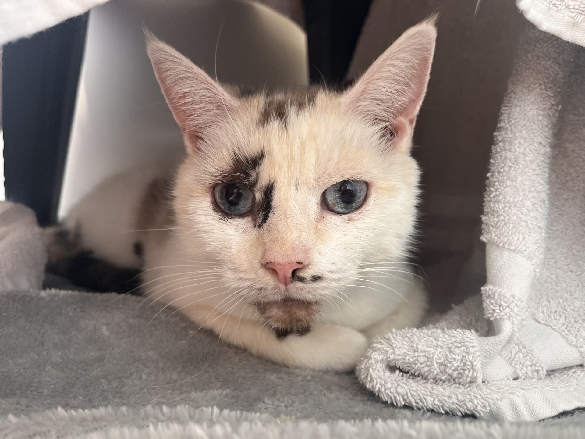 A domestic short hair white cat with blue eyes and black markings on its face lies on a soft gray surface, surrounded by towels, looking directly at the camera.