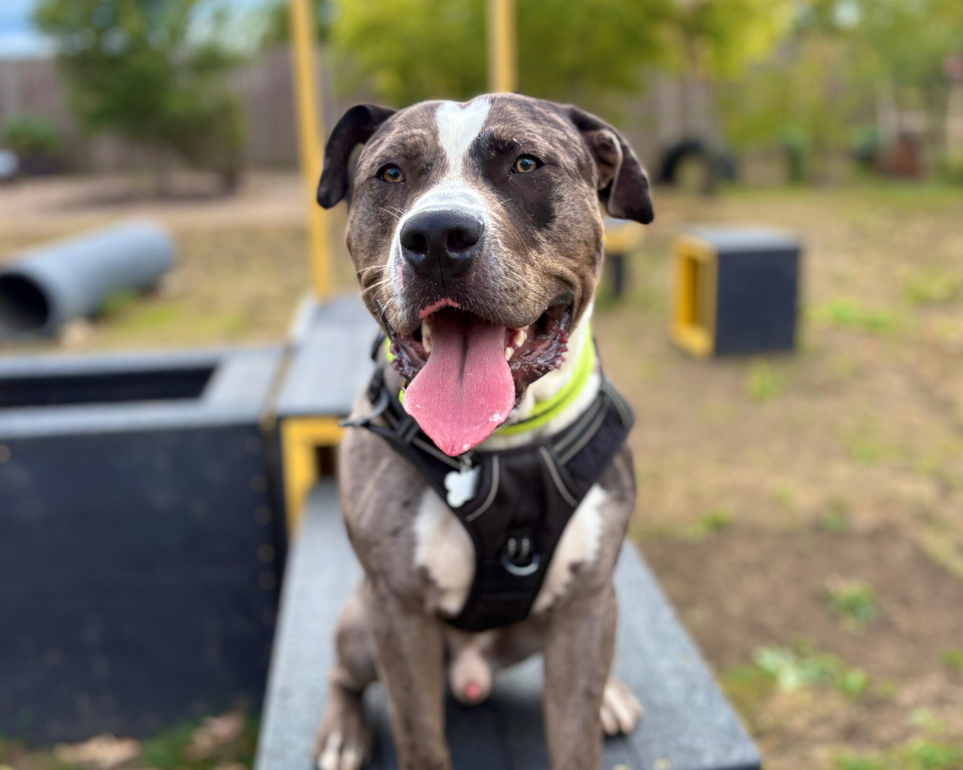 A happy, gray and white dog with a harness sits on a bench outdoors, tongue out and mouth open, with a blurry background of grass, trees, and playground equipment.