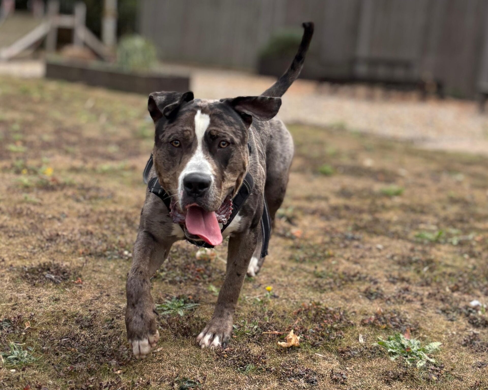 A medium-large, gray and white dog with a pink tongue running towards the camera on a patchy grass yard, ears flapping and tail up.