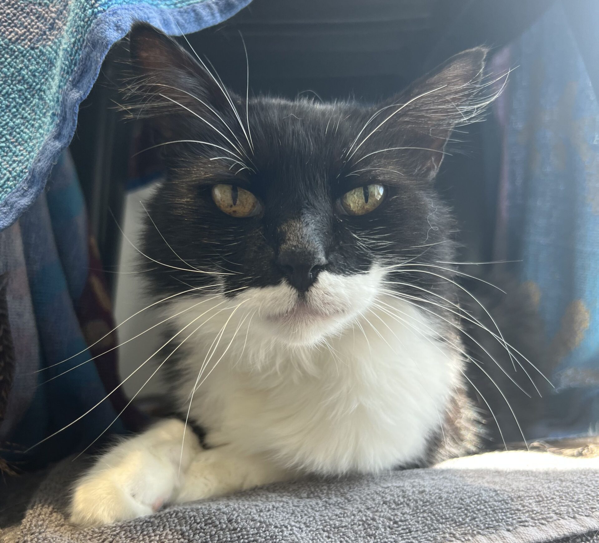 A black and white cat with long whiskers lies on a soft gray surface, surrounded by colorful blankets, looking directly at the camera in soft natural light.