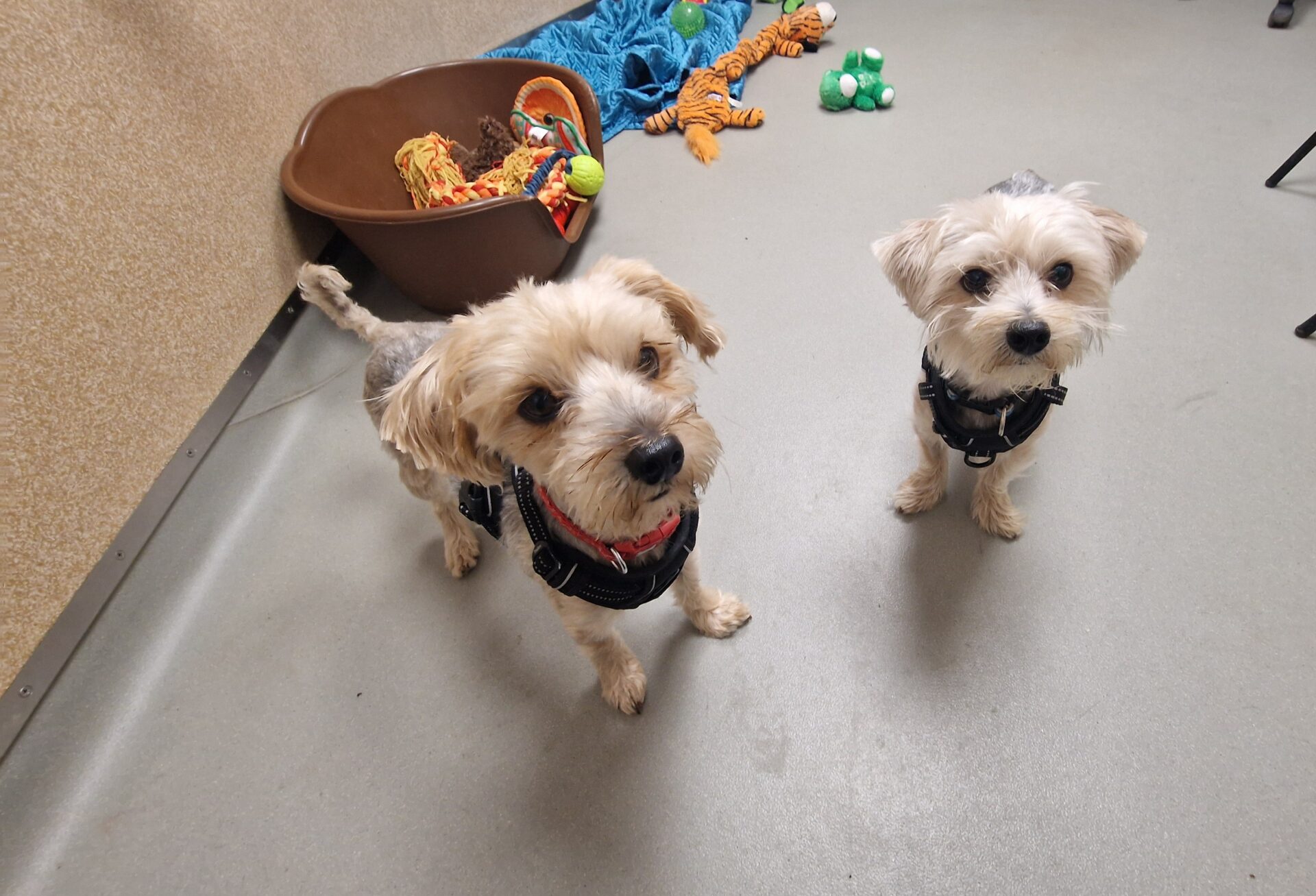 Two small, light-colored Yorkshire Terrier cross dogs wearing harnesses stand on a gray floor. Behind them are a brown pet bed, a blue blanket, and various dog toys, including a stuffed orange tiger and green balls.