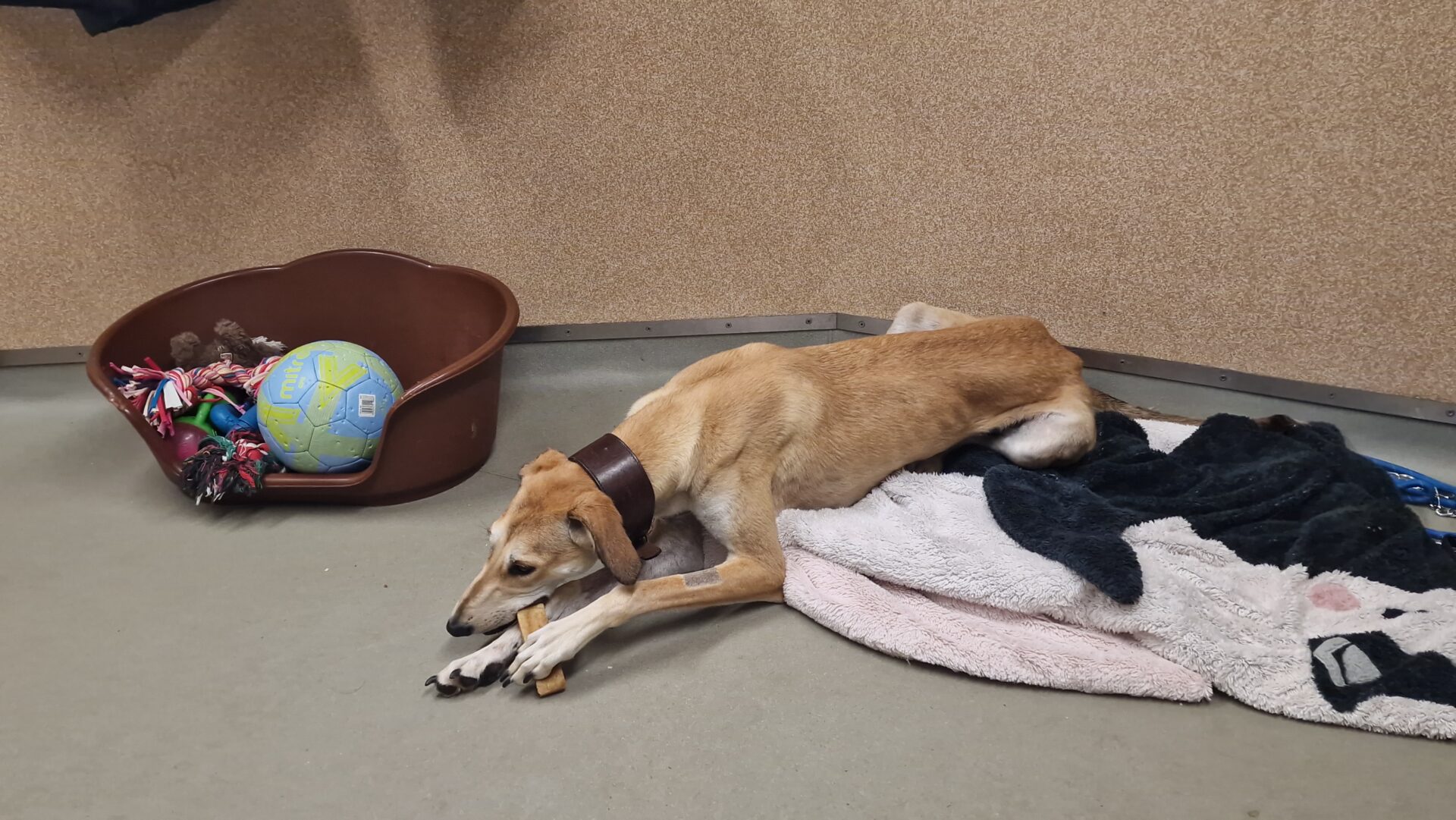 A tan lurcher with a dark collar lies on a blanket, chewing on a bone. Nearby, there is a brown dog bed with colorful toys and a green ball inside. The room has beige walls and a gray floor.