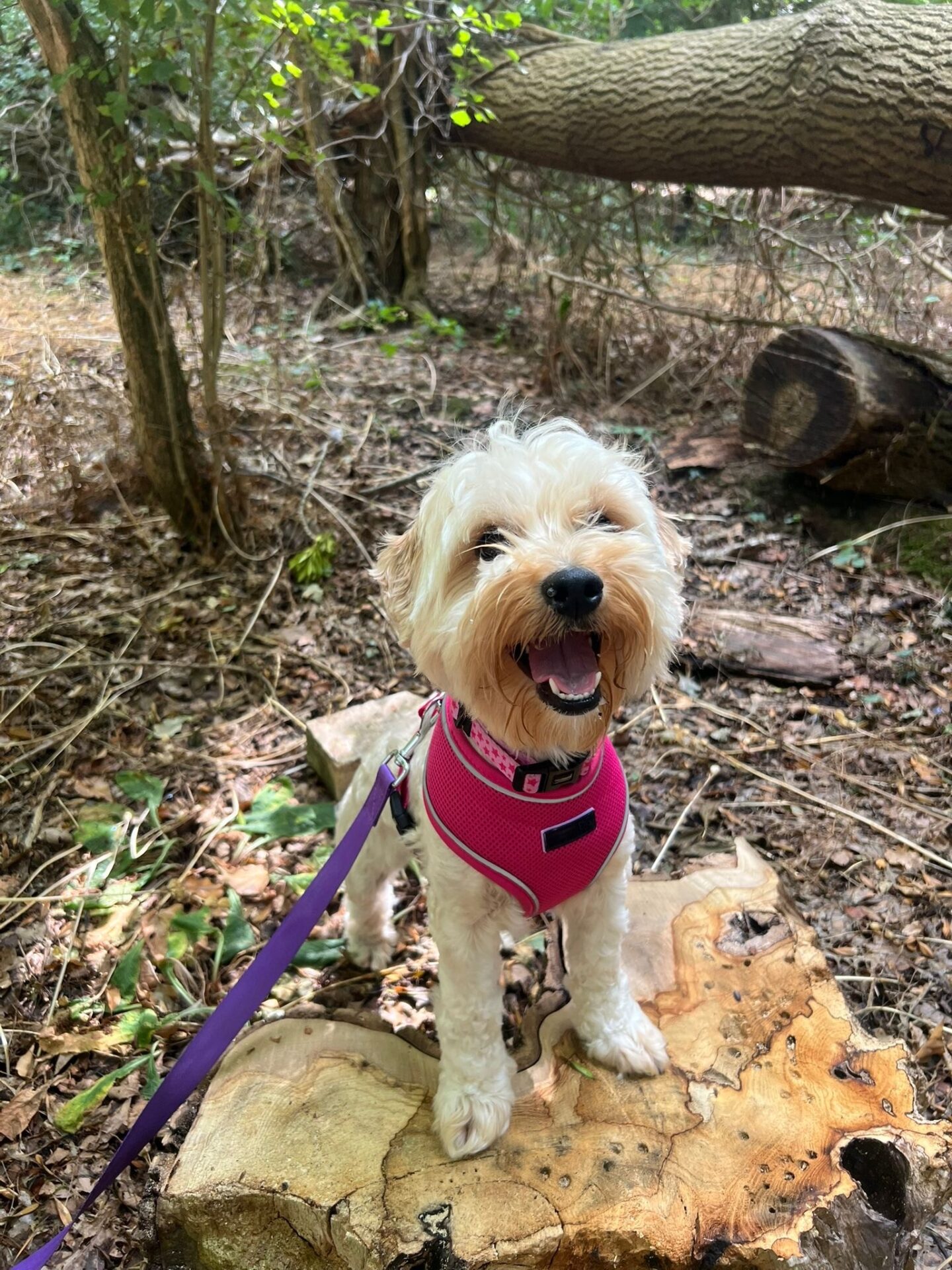 A small, fluffy Toy Poodle Cross wearing a pink harness stands on a tree stump in a forest, looking up with its mouth open and tongue out, appearing happy. A purple lead is attached to its harness.